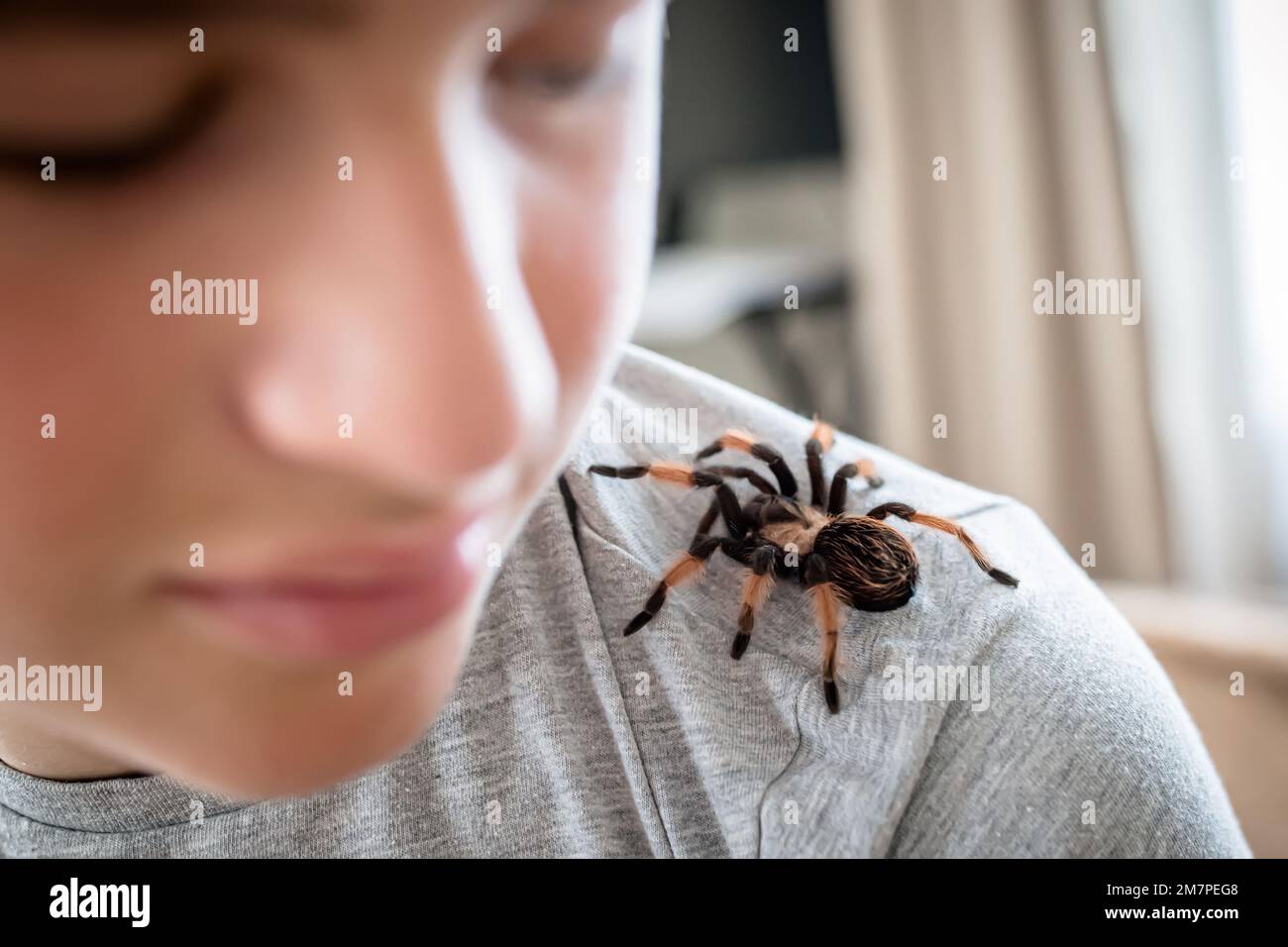 The boy looks at the cute pet spider crawling on his shoulder to face