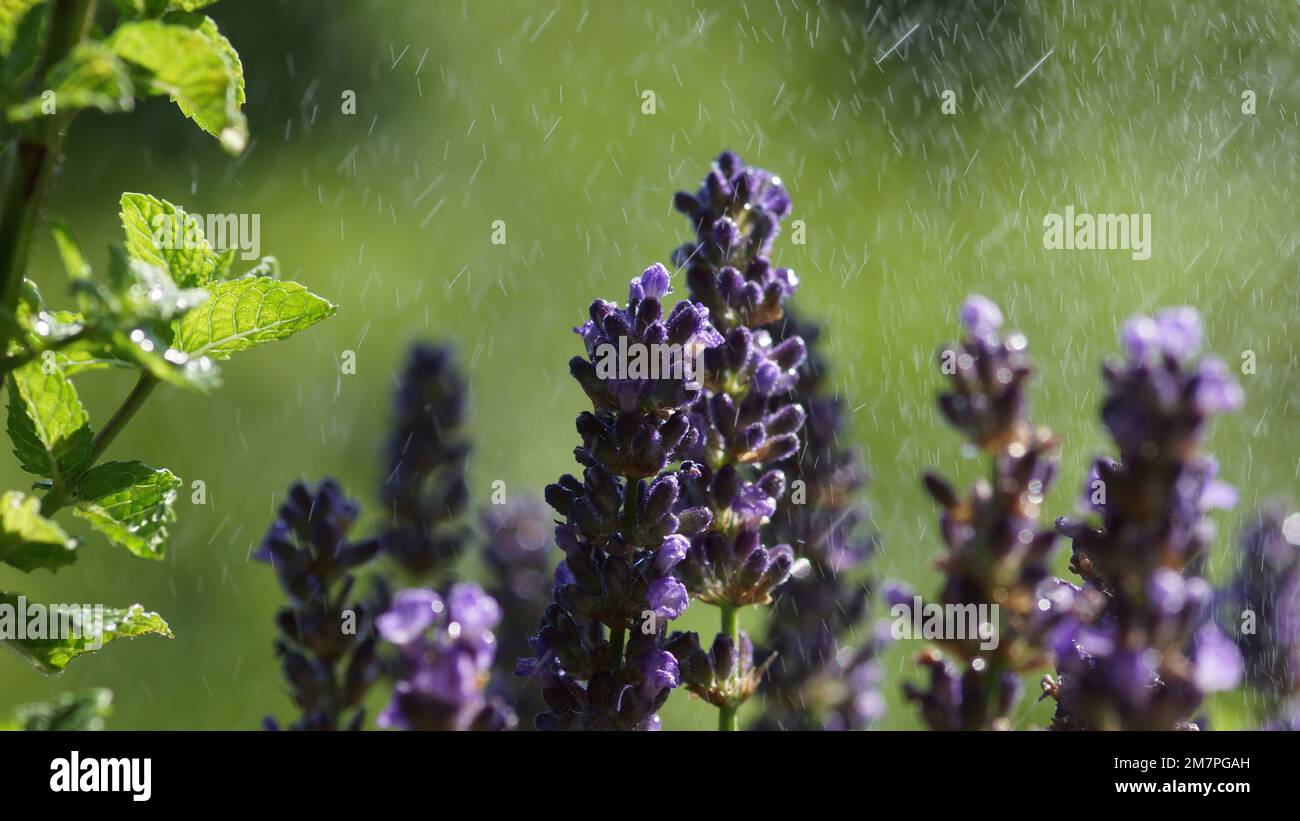 Lavendel im Regen Stock Photo