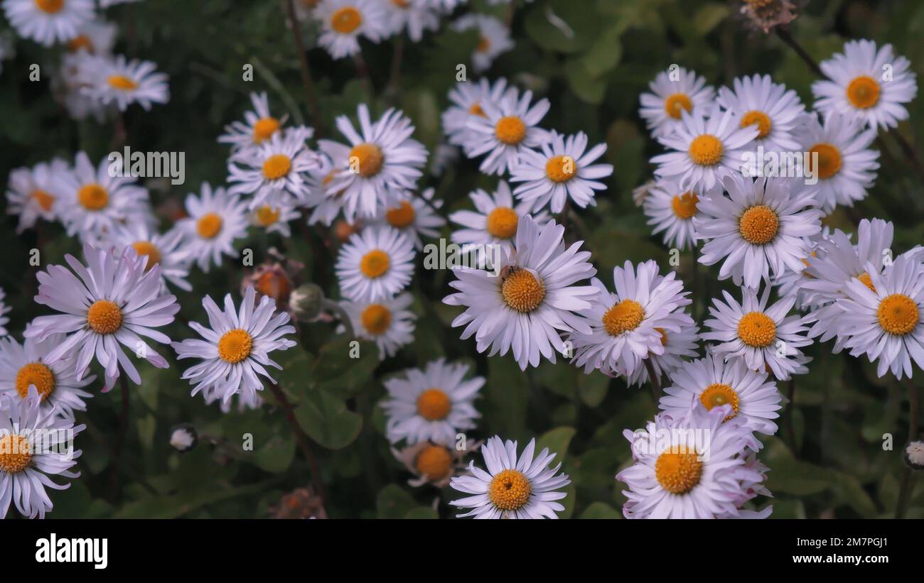 A beautiful shot of white Daisies (Bellis perennis) in a garden Stock Photo