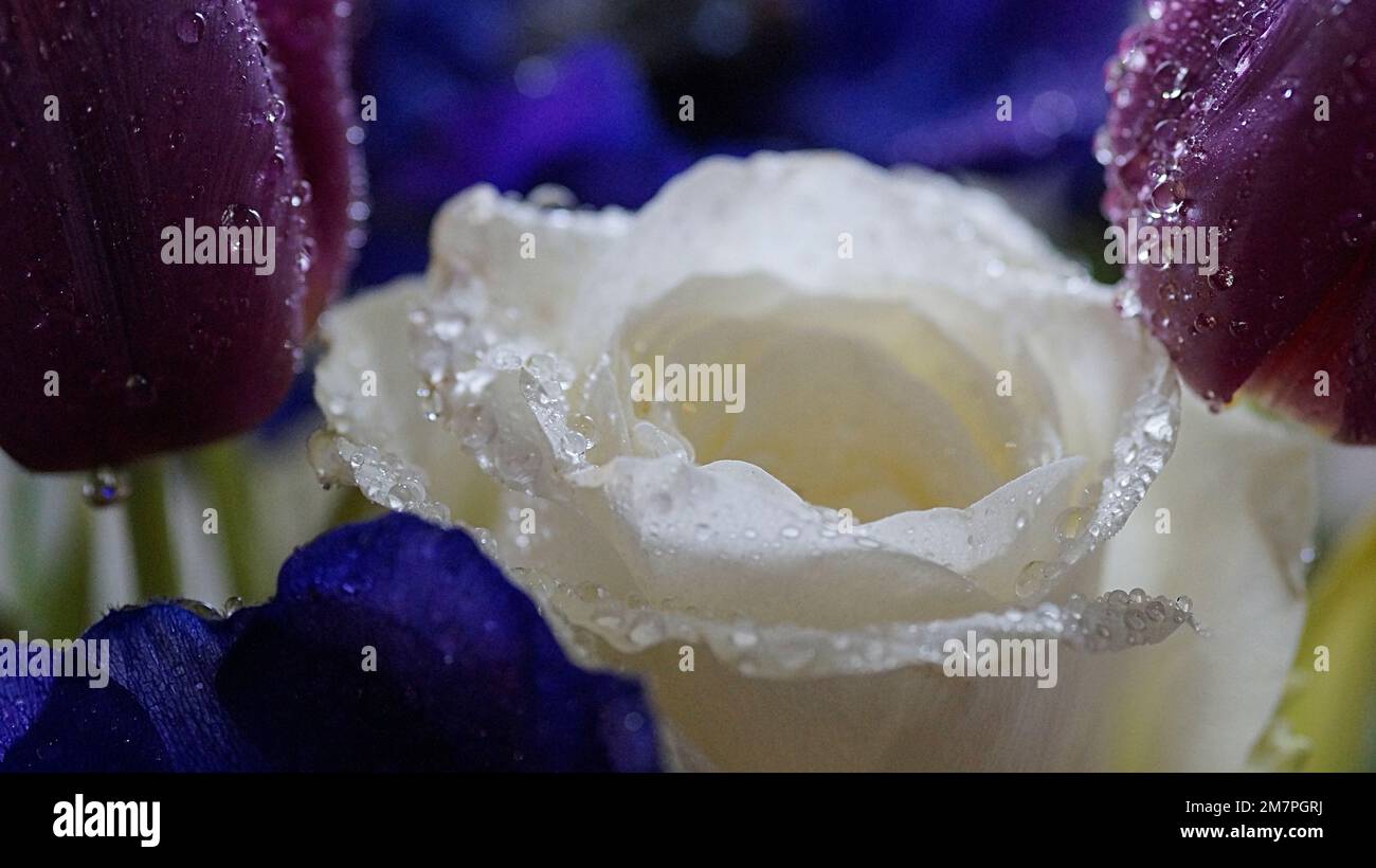Weiße Rose mit Tulpen und Regentropfen Stock Photo