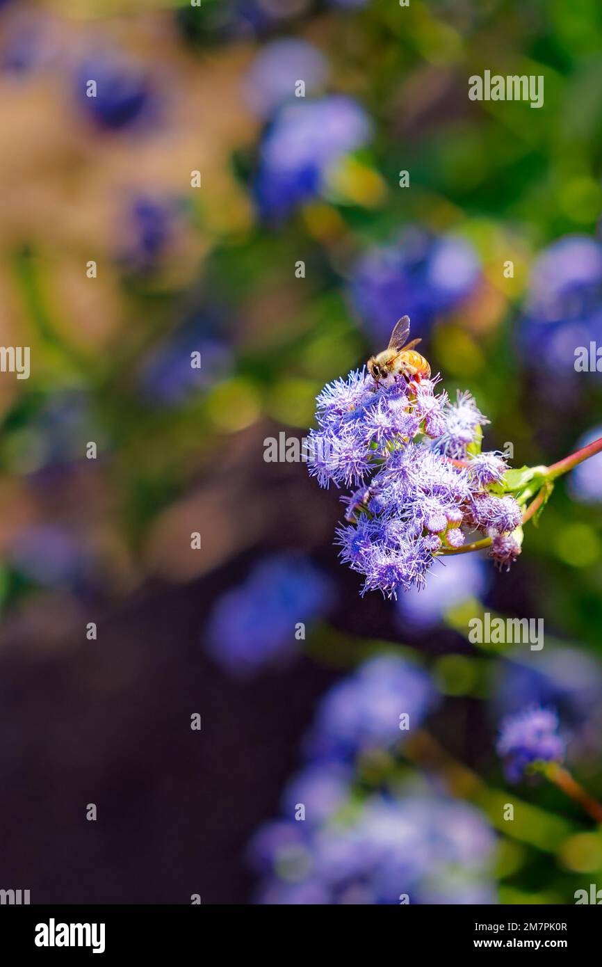 one honey bee collecting nectar on a Mist Flower, Conoclinium coelestinum, also known as Wild Ageratum or Blue Boneset Stock Photo