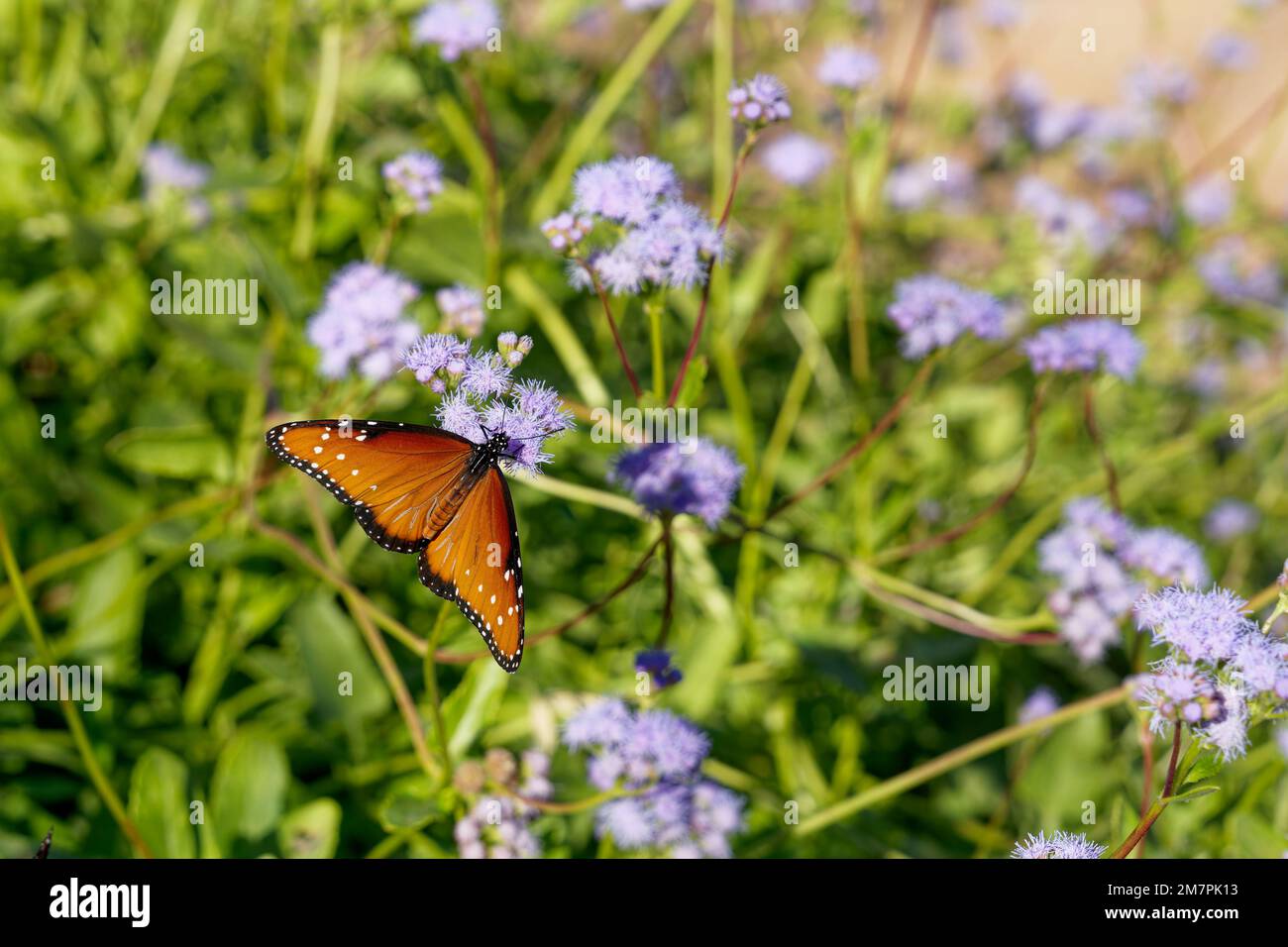 orange and black Queen butterfly, Danaus gilippus,  on blue mistflowers with soft focus green garden background. butterflies are a symbol of rebirth, Stock Photo
