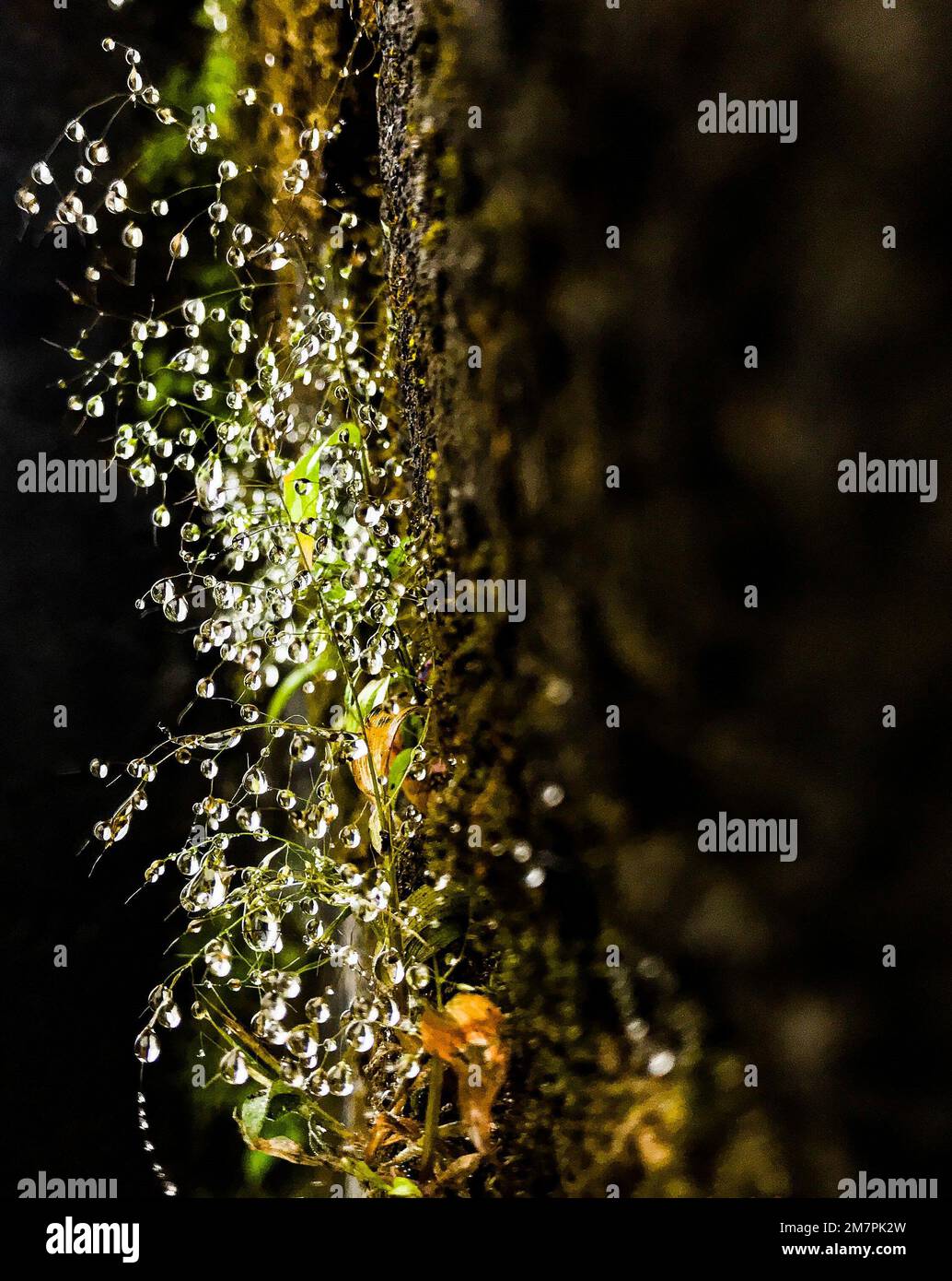A macro shot of drops of water dripping from a plant Stock Photo - Alamy