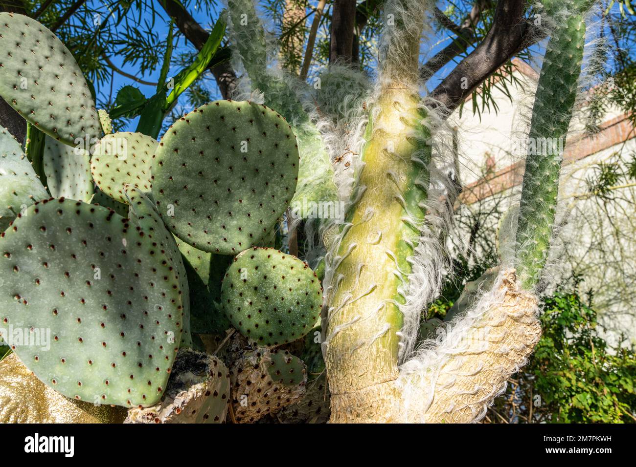 prickly pear cactus beside a snow prickly pear cactus (Opuntia erinacea ursine) which is covered with hair like fibers Stock Photo