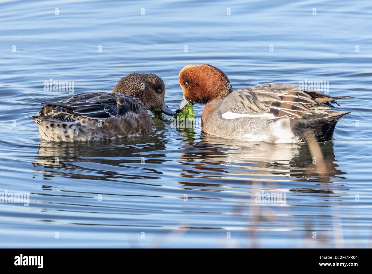 https://c8.alamy.com/comp/2M7PR04/male-and-female-wigeon-feeding-holes-bay-poole-harbour-poole-dorset-uk-2M7PR04.jpg