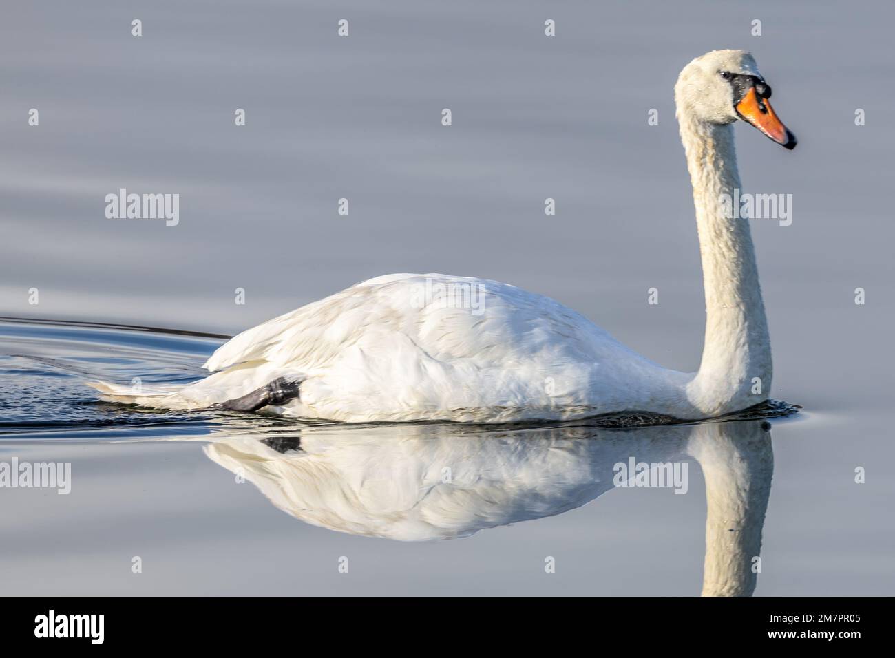 Mute Swan, Cygnus olor, Holes Bay, Poole Harbour, Poole, Dorset, UK Stock Photo