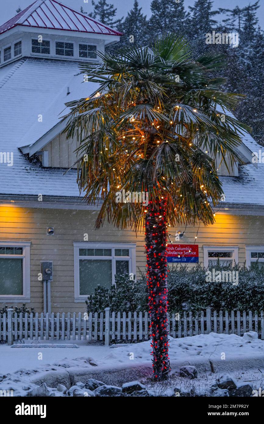 Palm tree with snow and Christmas lights,  BC Ambulance Station 173, Bowser,  British Columbia, Canada Stock Photo