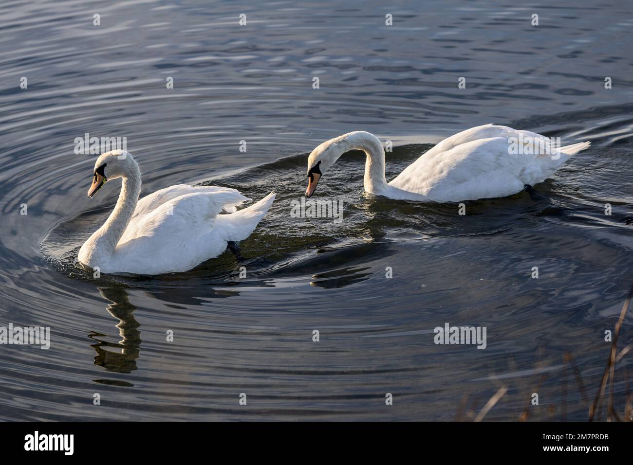 Mute Swan, Cygnus olor, couple, Holes Bay, Poole Harbour, Poole, Dorset, UK Stock Photo