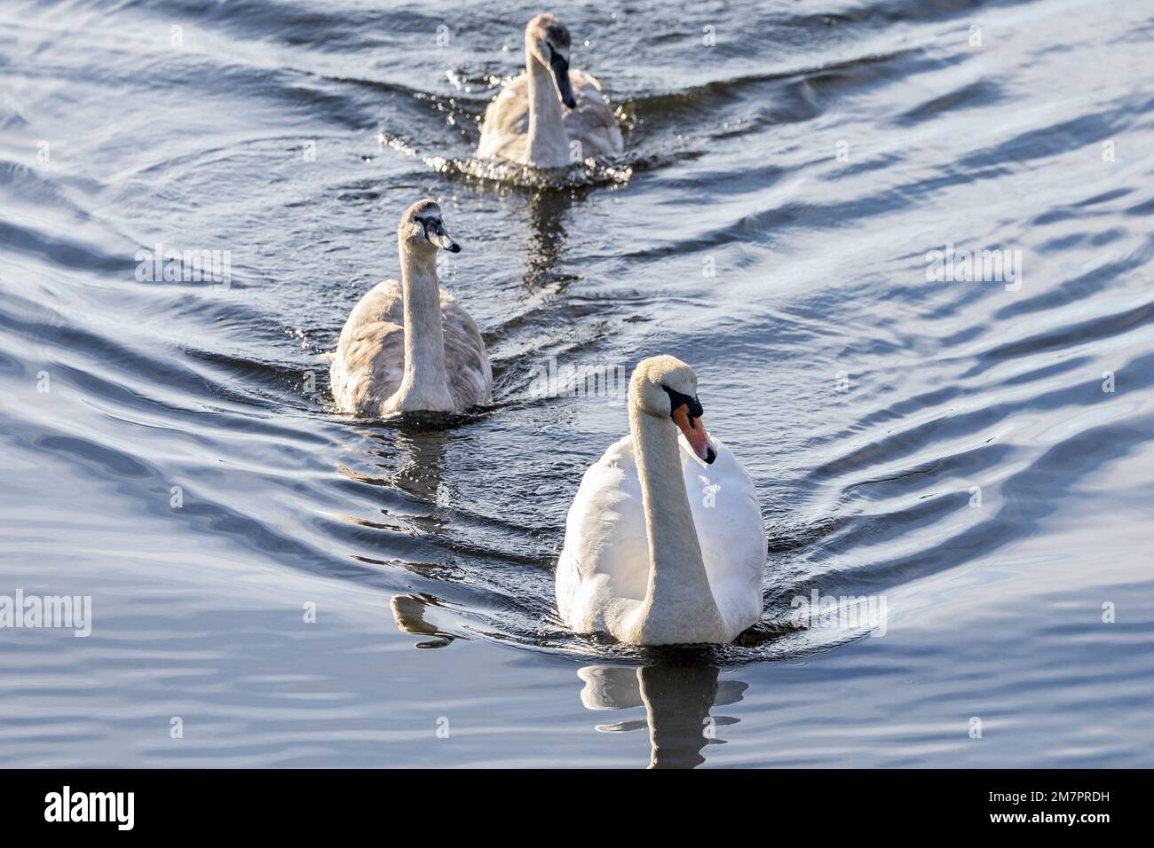 Mute Swan, Cygnus olor, family, Holes Bay, Poole Harbour, Poole, Dorset, UK Stock Photo