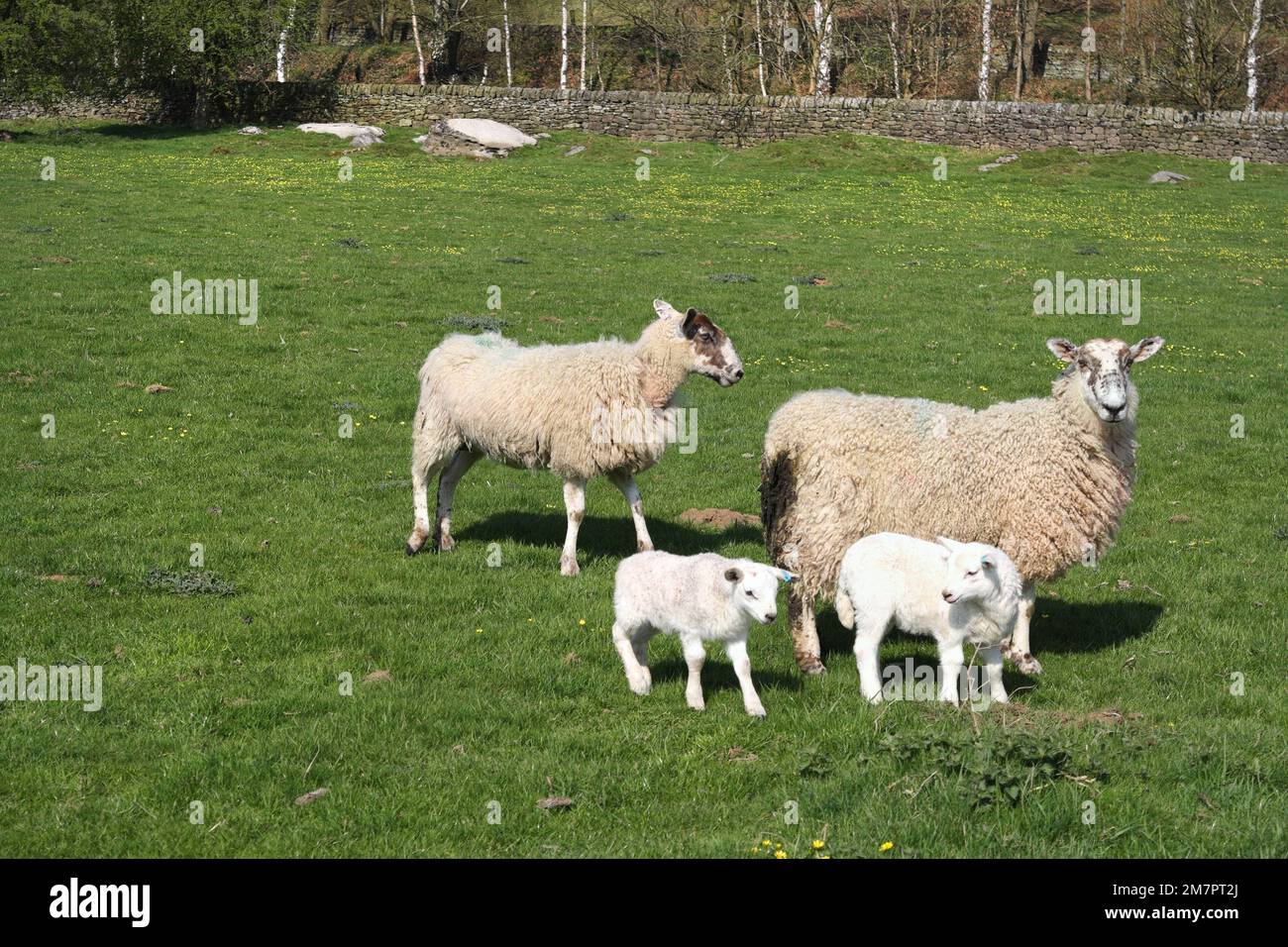 Lambs playing in a field in the Peak District, Derbyshire England Stock Photo
