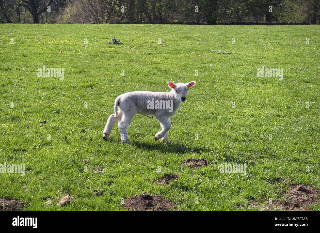 Lamb playing in a field in the Peak District, Derbyshire England Stock Photo