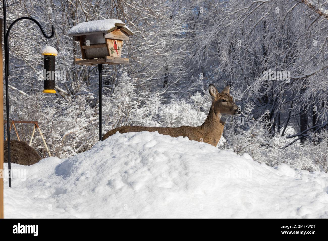 Close up view of a solitary white-tailed deer peeking up from behind a snow mound, while eating at a bird feeder, on a sunny winter day Stock Photo