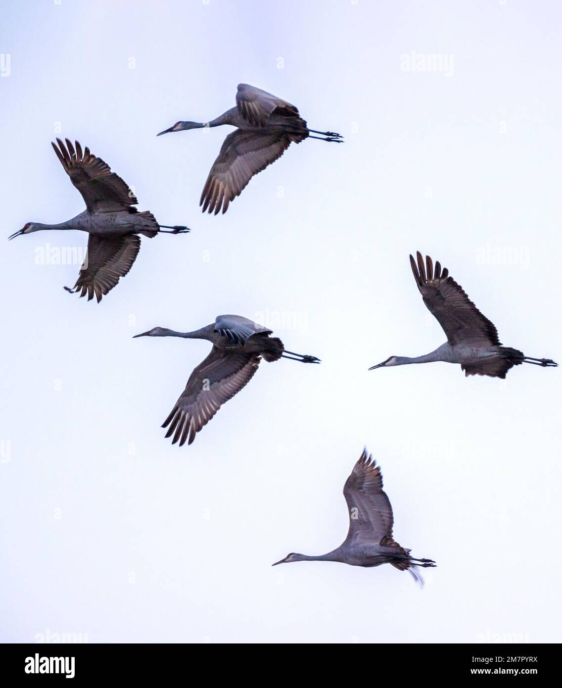 Sandhill Cranes in flight at sunset; Monte Vista National Wildlife Refuge; San Luis Valley; Colorado; USA Stock Photo