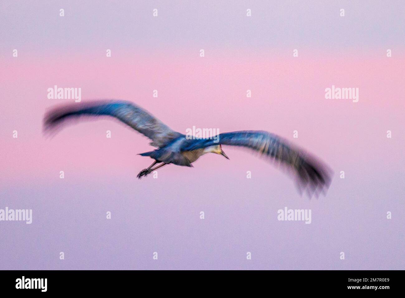 Blur pan motion view of Sandhill Cranes in flight at sunset; Monte Vista National Wildlife Refuge; San Luis Valley; Colorado; USA Stock Photo
