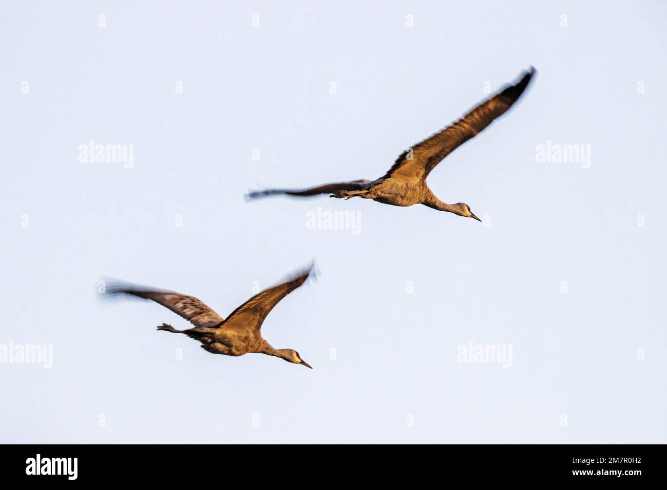 Sandhill Cranes in flight at sunset; Monte Vista National Wildlife Refuge; San Luis Valley; Colorado; USA Stock Photo