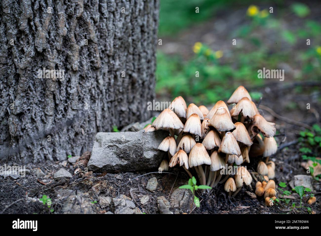 Mushrooms growing in the woods next to the tree stock photo alamy