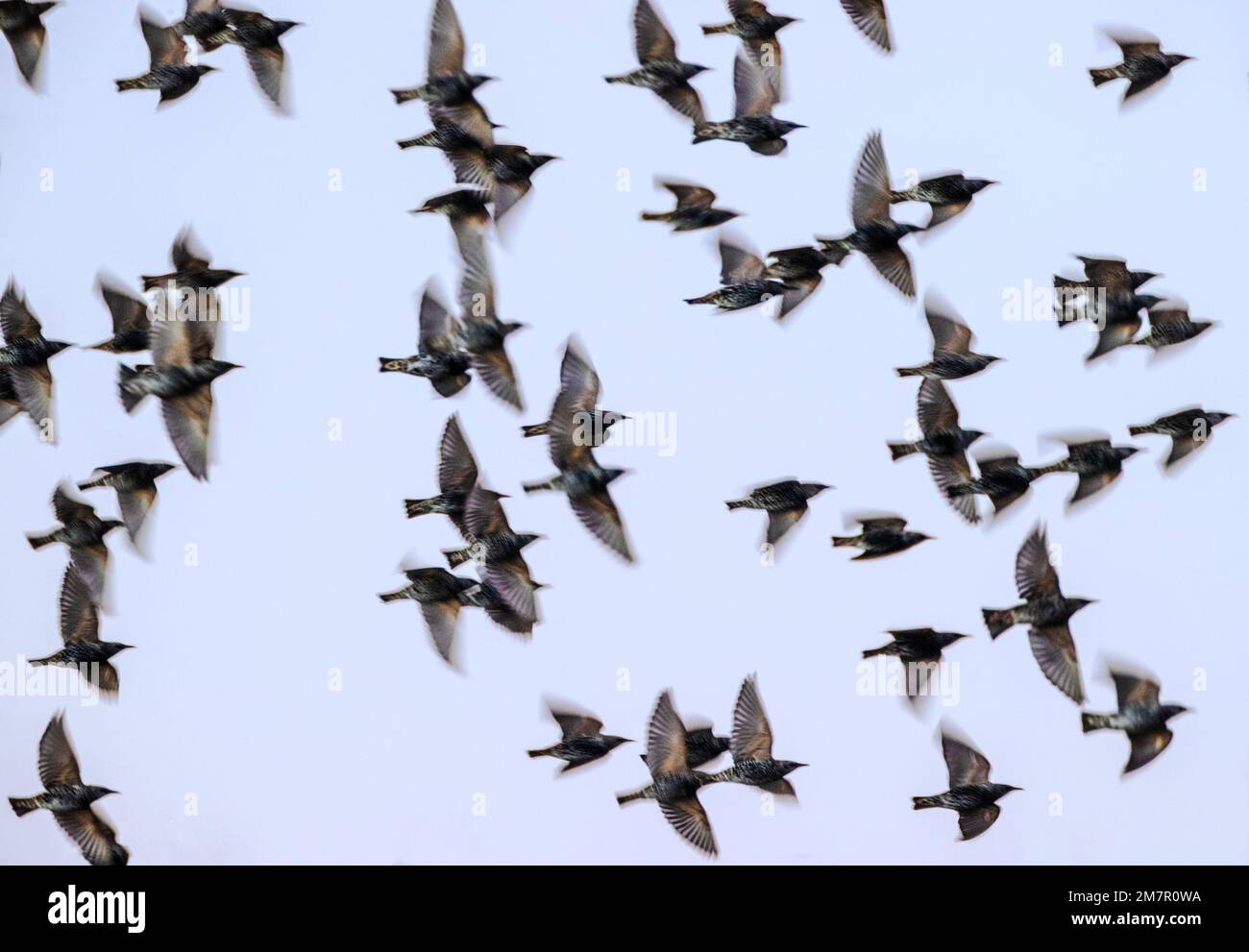 Pan; motion; blur view of flock of birds at sunrise, Monte Vista National Wildlife Refuge, San Luis Valley; Colorado, USA Stock Photo