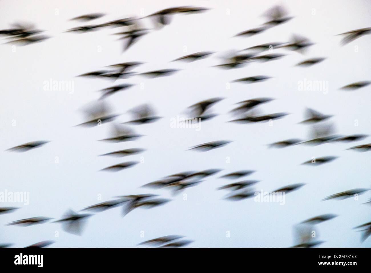 Pan; motion; blur view of flock of birds at sunrise, Monte Vista National Wildlife Refuge, San Luis Valley; Colorado, USA Stock Photo