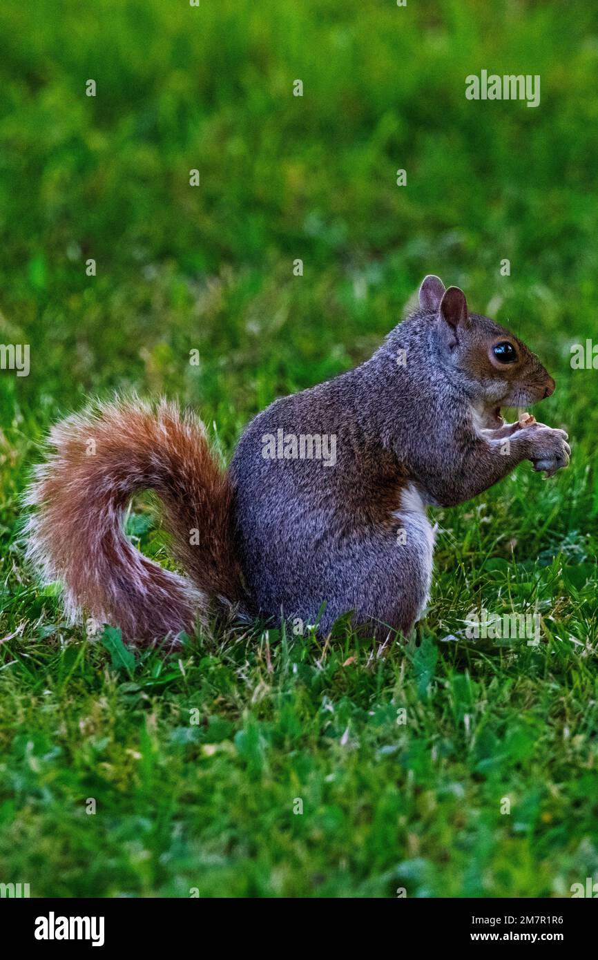 Squirrel Foraging For Nuts Stock Photo - Alamy