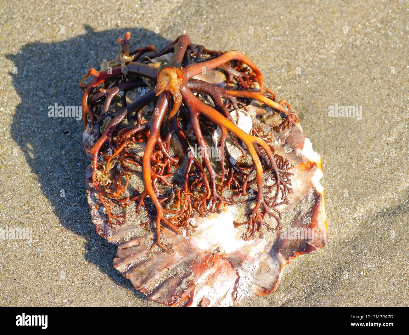 Foot of holdfast of giant kelp fixed to scallop shell washed up on beach. Stock Photo