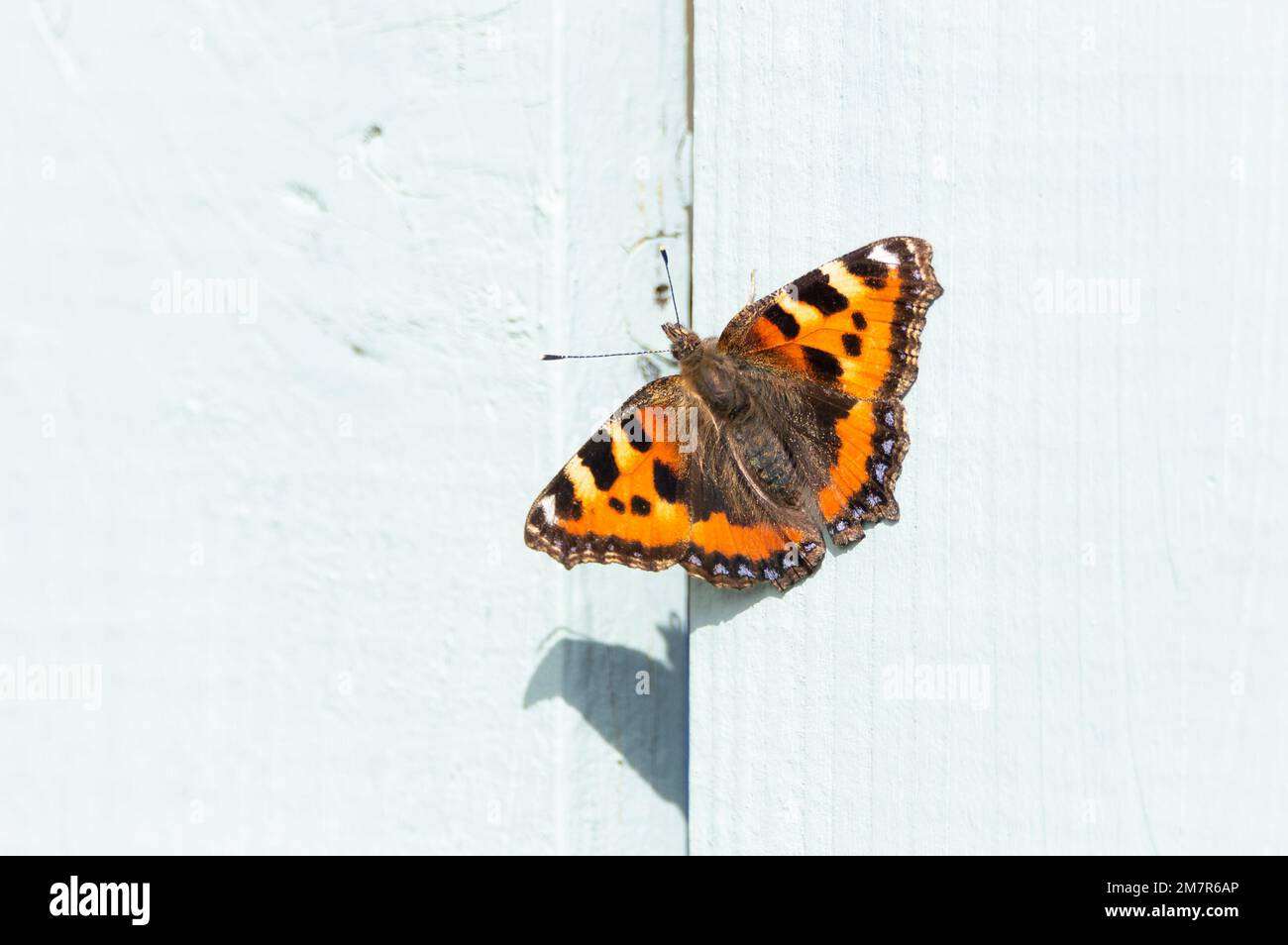 Small Tortoiseshell butterfly on a pale coloured wooden fence Stock Photo