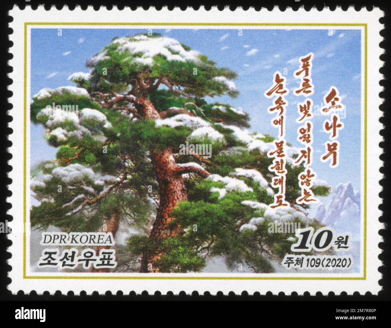 2020 North Korea stamp. Pine tree, Pinus densiflora Stock Photo