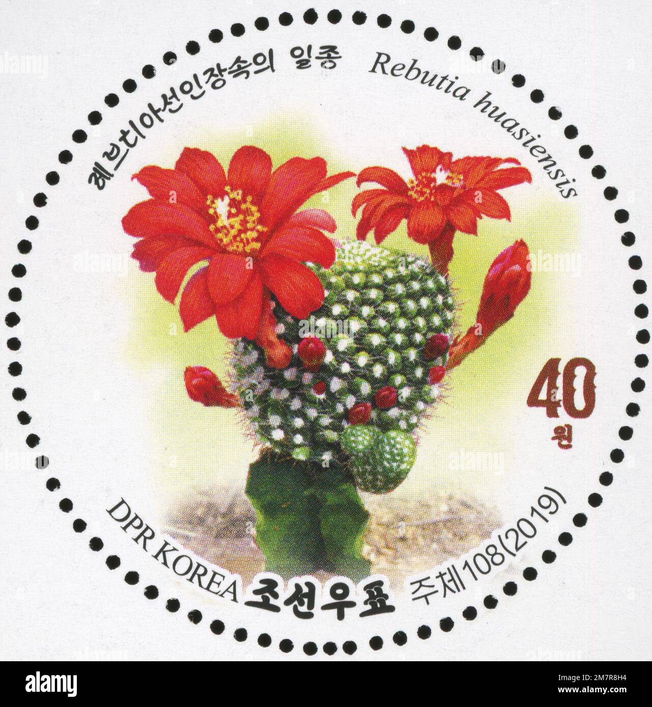 2019 North Korea stamp serie. Flowering cacti.Rebutia huasiensis Stock Photo