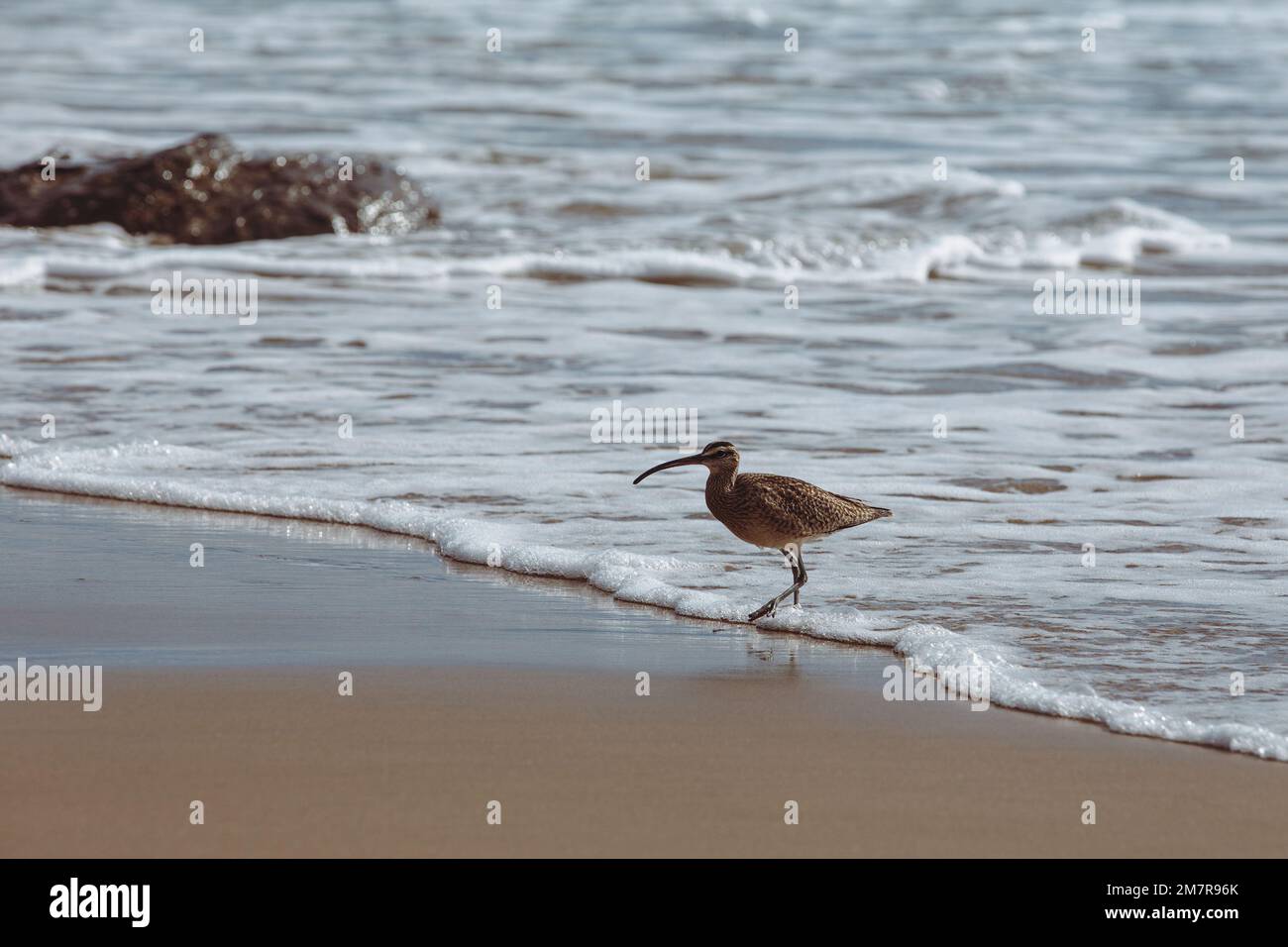 Shorebird on beach Stock Photo