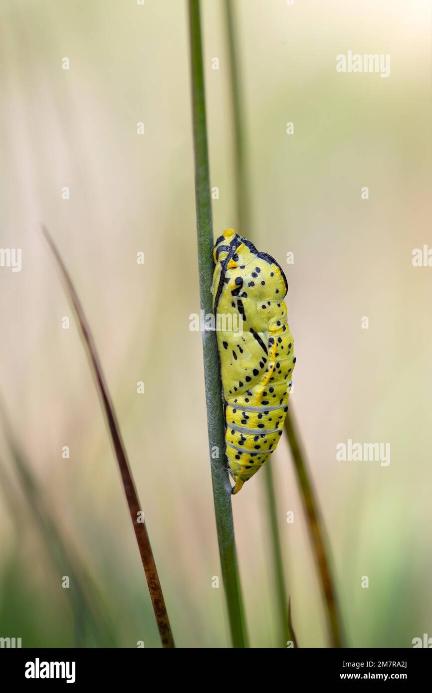 Black-veined white (Aporia crataegi), pupa on a blade of grass in good light, Harz National Park, Germany Stock Photo