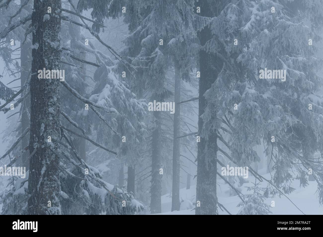 Misty conditions in mountain forest, european spruce (Picea abies ...