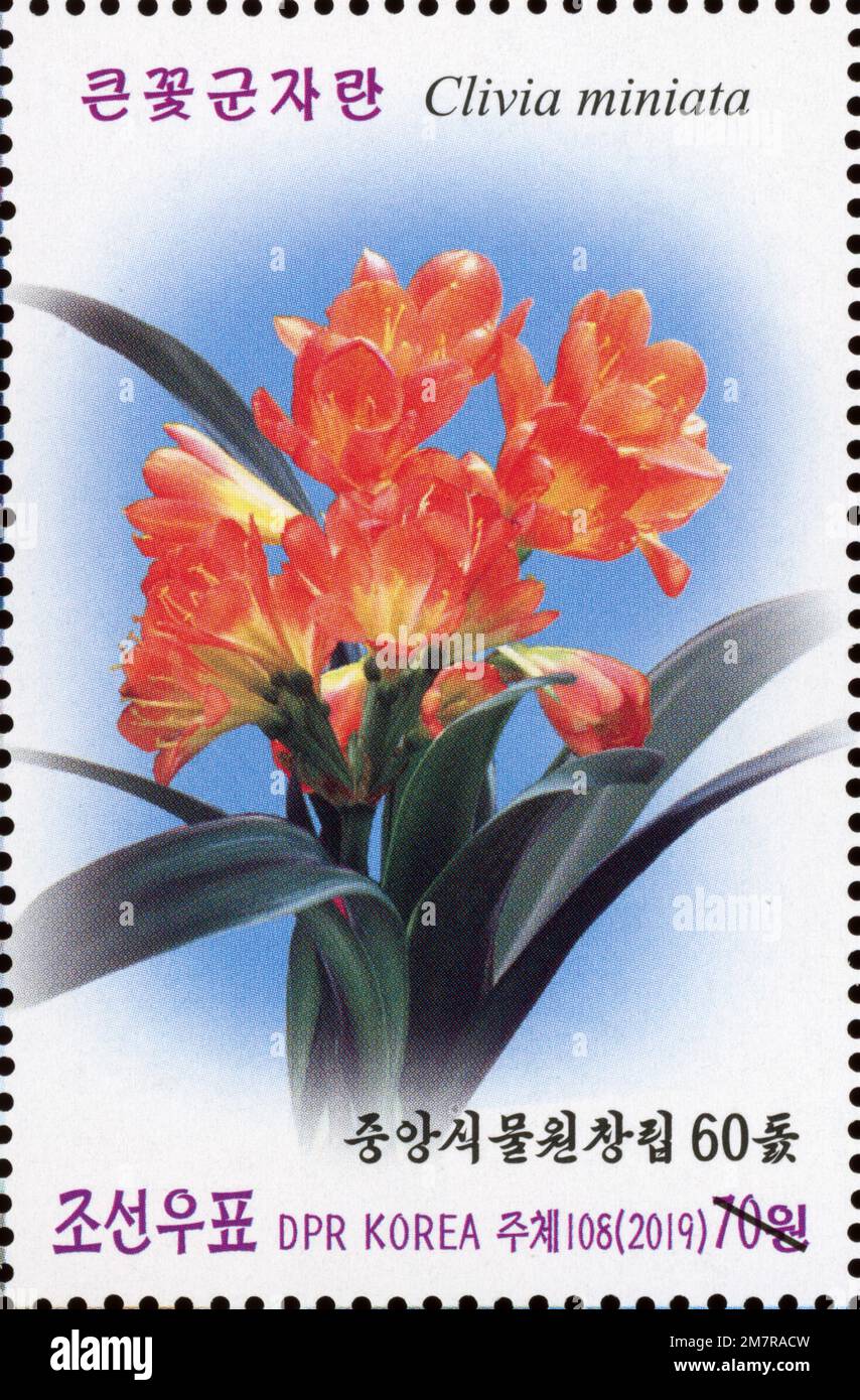 2019 North korea stamp set.  The 60th Anniversary of the Central Botanical Gardens. yellow flowers of  Bush lily, Clivia miniata Stock Photo