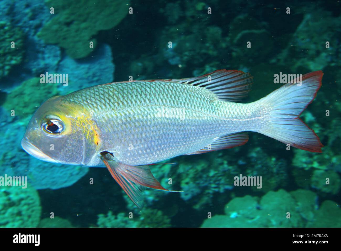Humpnose big-eye bream (Monotaxis grandoculis) . Dive site Daedalus Reef, Egypt, Red Sea Stock Photo