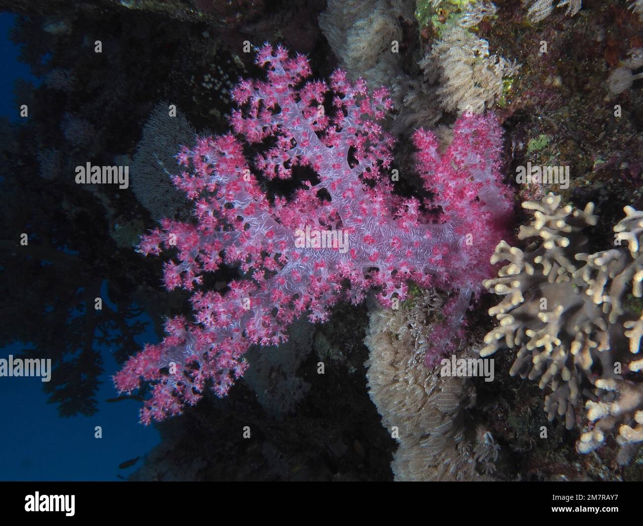 Hemprich's tree coral (Dendronephthya hemprichi) . Dive site Abu Fendera, Egypt, Red Sea Stock Photo