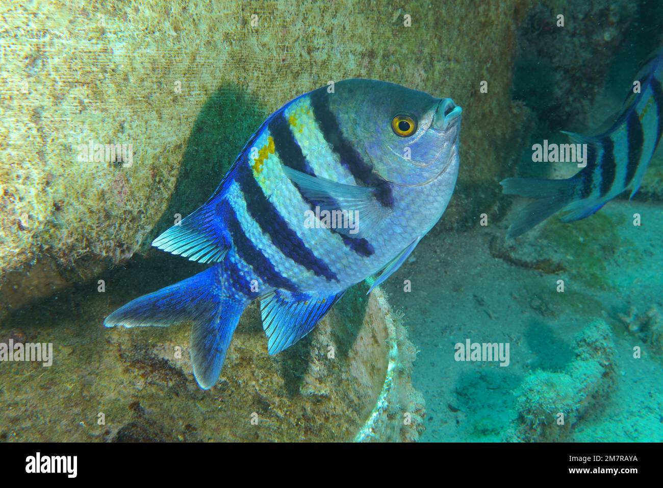 Indo-Pacific sergeant (Abudefduf vaigiensis) . Dive site Shaab Sharm, Egypt, Red Sea Stock Photo