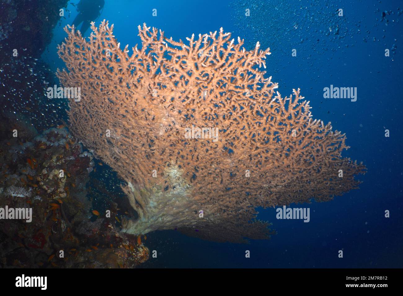 Pharaoh's antler coral (Acropora pharaonis) from below. Dive site Shaab Sharm, Egypt, Red Sea Stock Photo