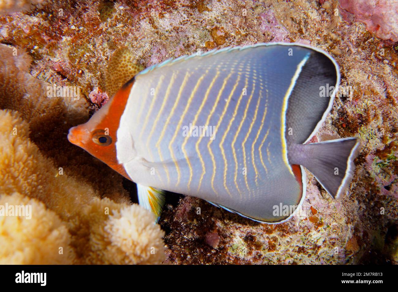 Blue chevron butterflyfish (Chaetodon larvatus) . Dive site Abu Fendera, Egypt, Red Sea Stock Photo