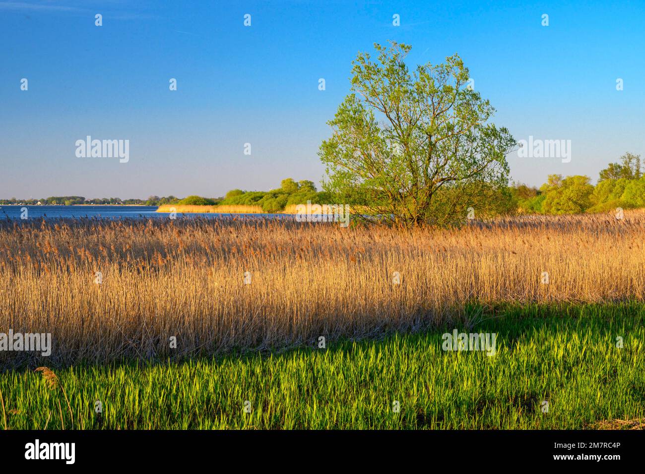 View over the reeds on the shore of Lake Duemmer, Reet, Lembruch, Lower Saxony, Germany Stock Photo