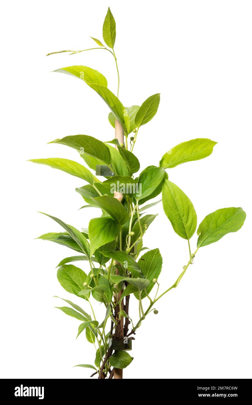 Mini kiwi (Actinidia arguta Issai), shrub, cropped, white background Stock Photo