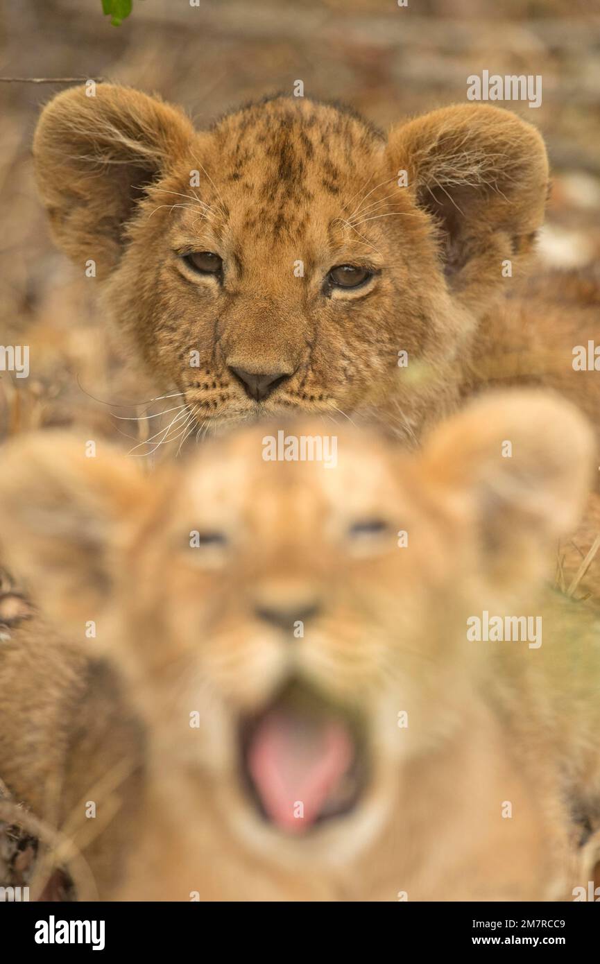 Head shots of two African lion cubs in Masai Mara, Kenya Stock Photo