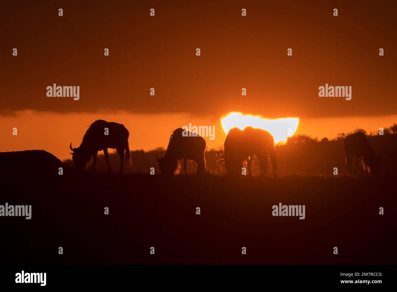 Masai mara plains sunset hi-res stock photography and images - Alamy