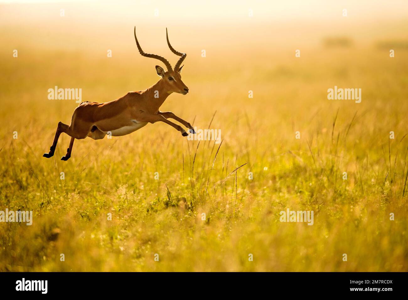 Male impala (Aepyceros melampus) or rooibok leaping in the air in Masai ...