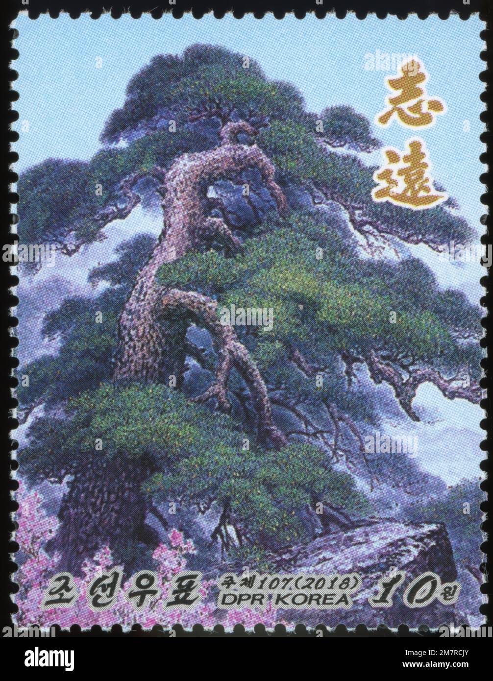 2018 North Korea stamp. Pine Tree, Pinus densiflora - National Tree of the DPRK Stock Photo