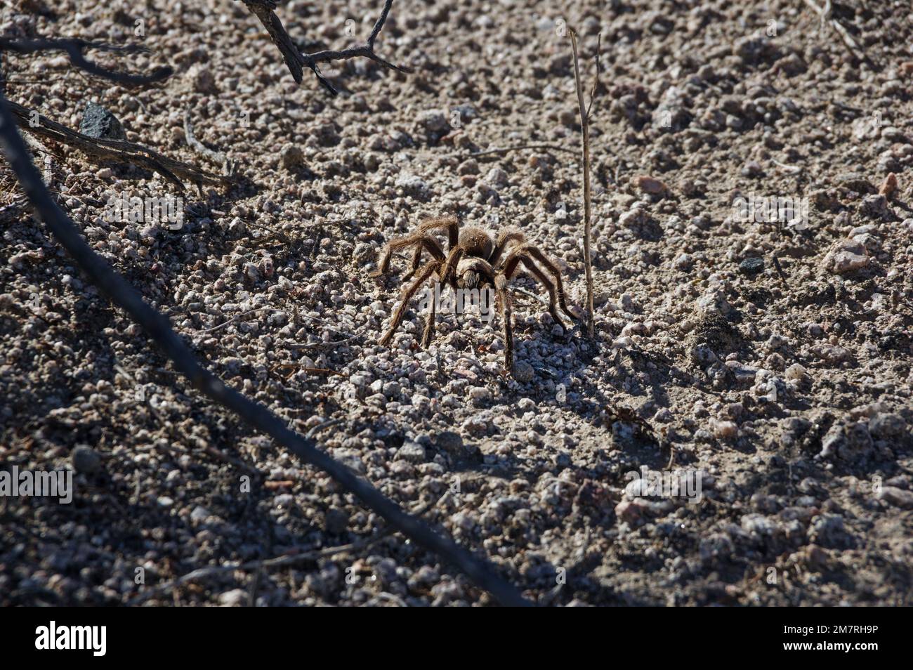 tarantula spider crawling towards the viewer in the Mojave Desert with copy space Stock Photo