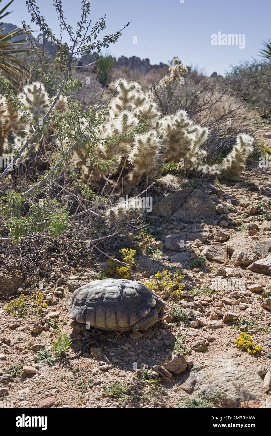 wild desert tortoise or Gopherus agassizii in Joshua Tree National Park by a cholla cactus Stock Photo