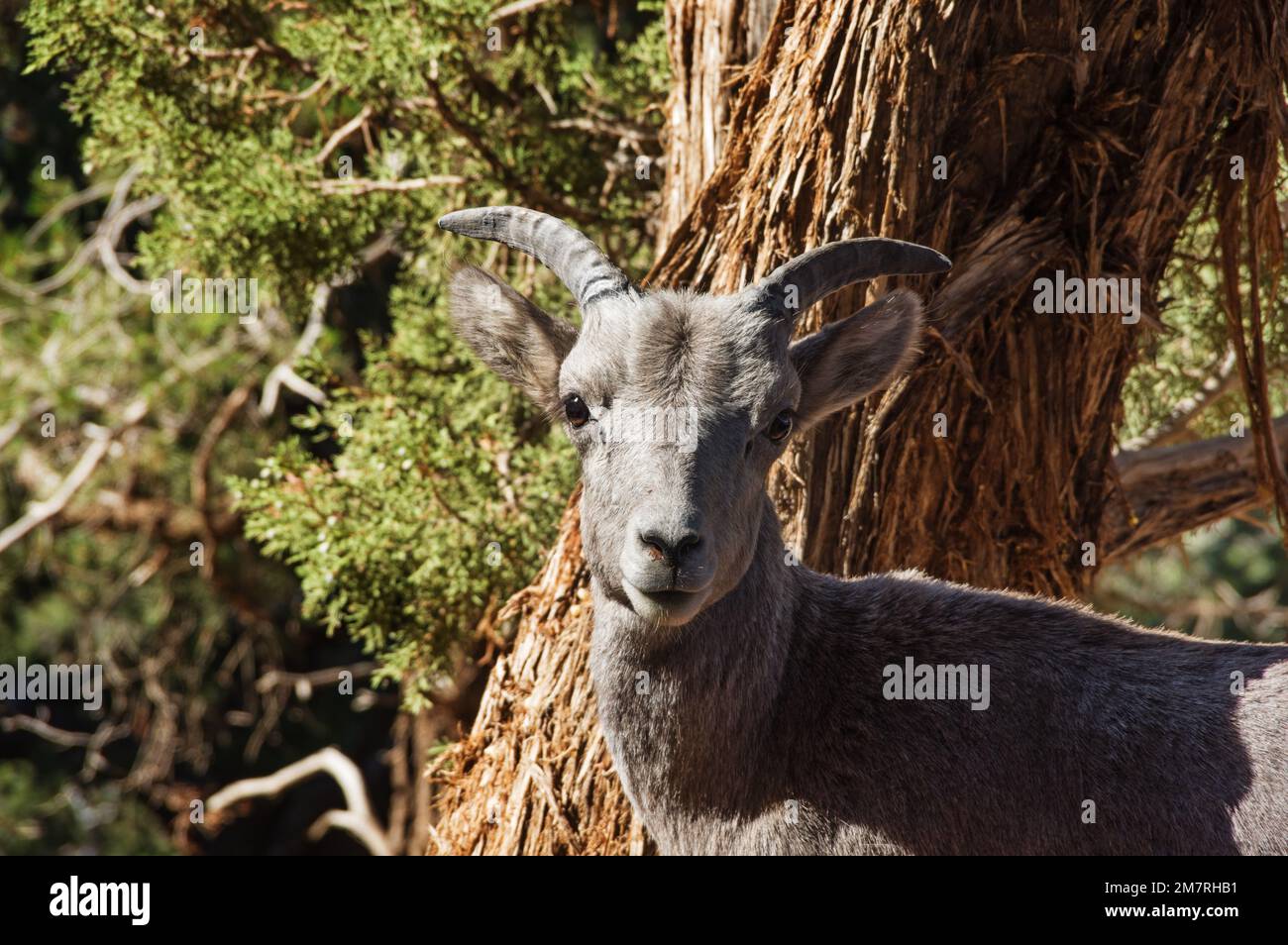 young desert bighorn sheep in front of a juniper tree Stock Photo