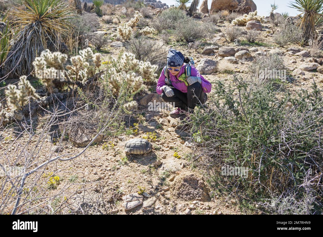 woman crouched down looking at a desert tortoise in Joshua Tree National Park Stock Photo