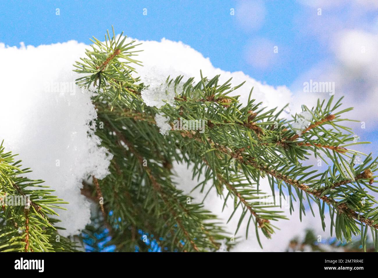 Pine tree low angle view hi-res stock photography and images - Alamy
