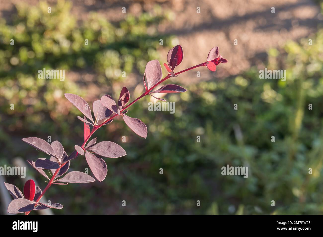berberis thunbergii atropurpurea branch in the outdoor garden on a sunny day Stock Photo