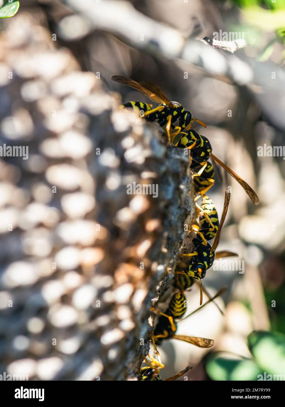 European Paper Wasp, Polistes dominula, Majorca, Spain, Europe Stock Photo