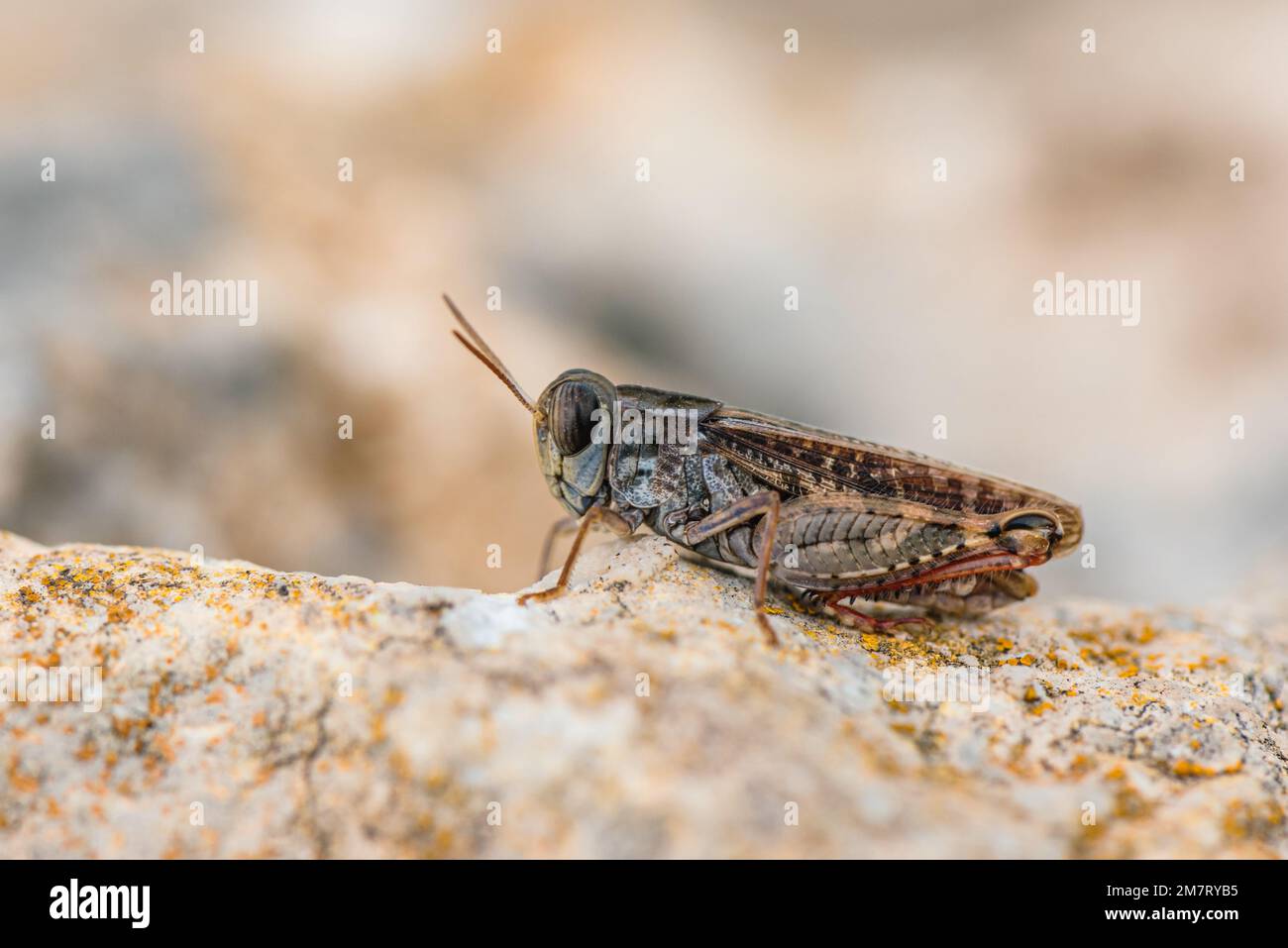 Short-horned Grasshopper, Calliptamus barbarus, Majorca, Spain, Europe Stock Photo